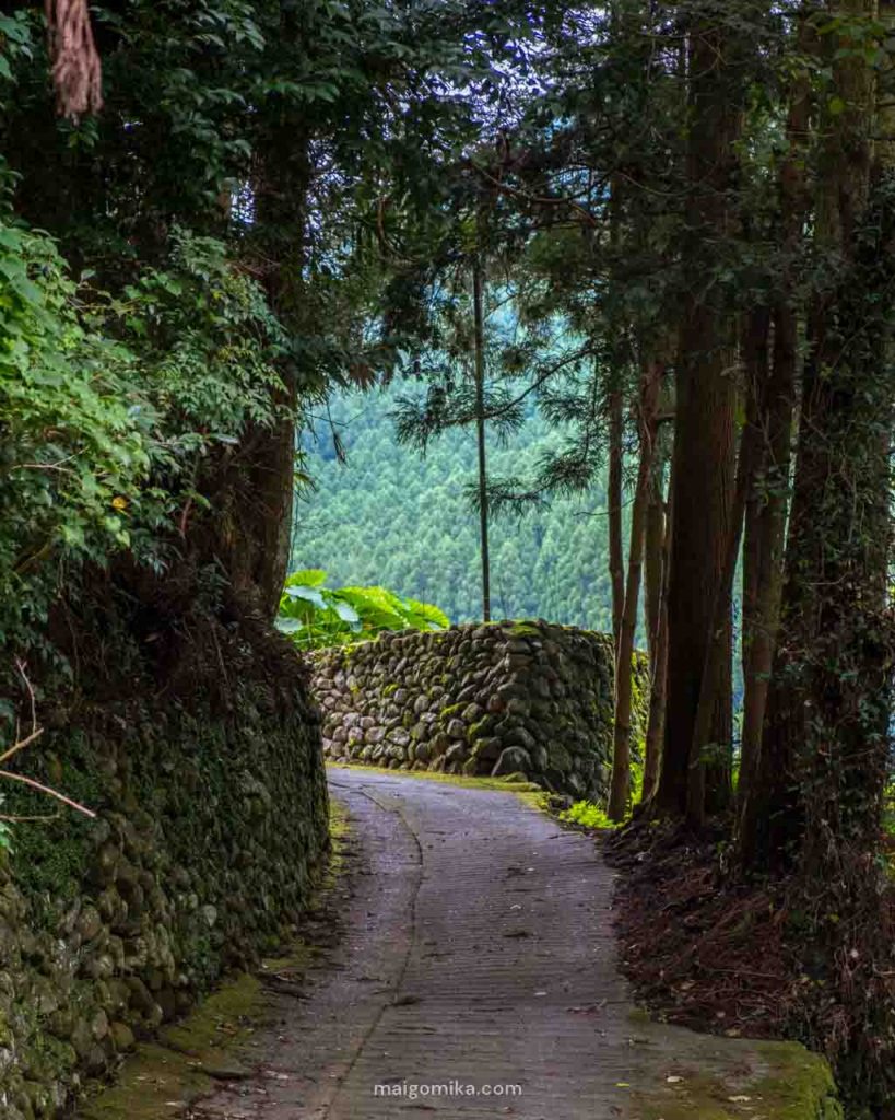 forest with stone walls through a forest canopy