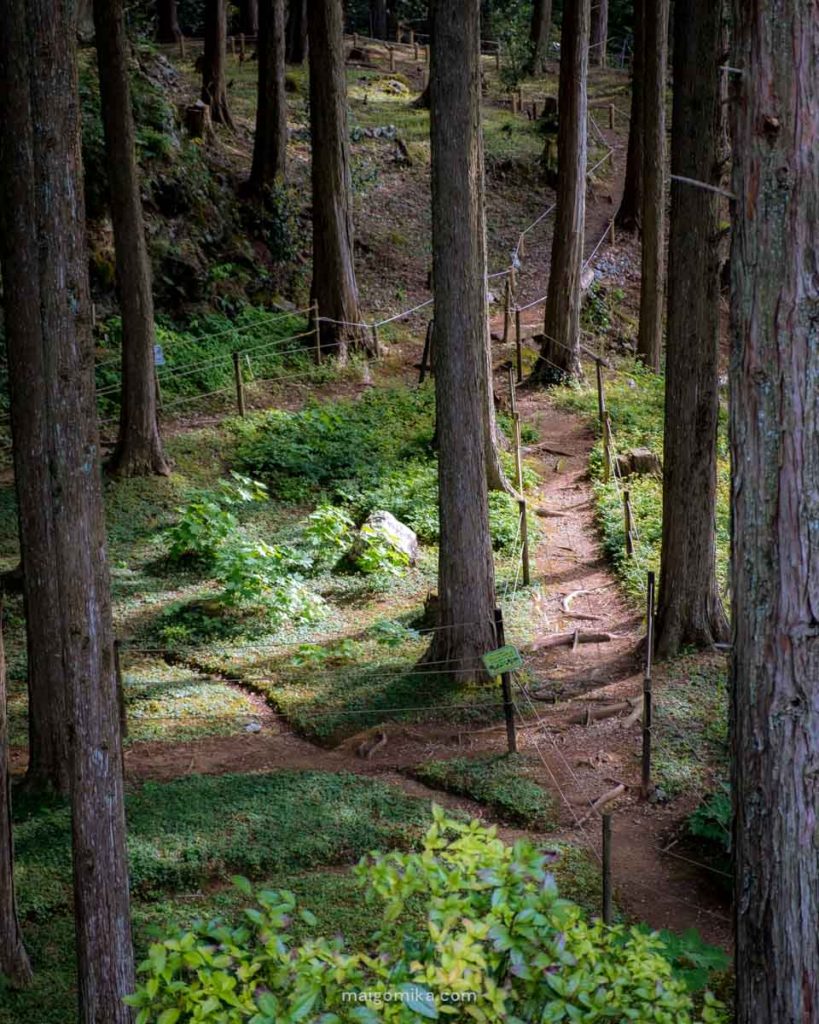 forested pathway with light shining down, in Sakawa Town, Kochi prefecture, Japan