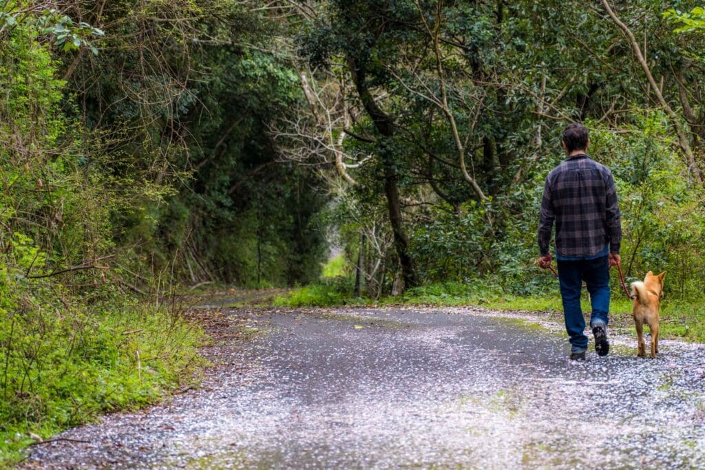 man walking with dog on mountain road with sakura petals on the ground.