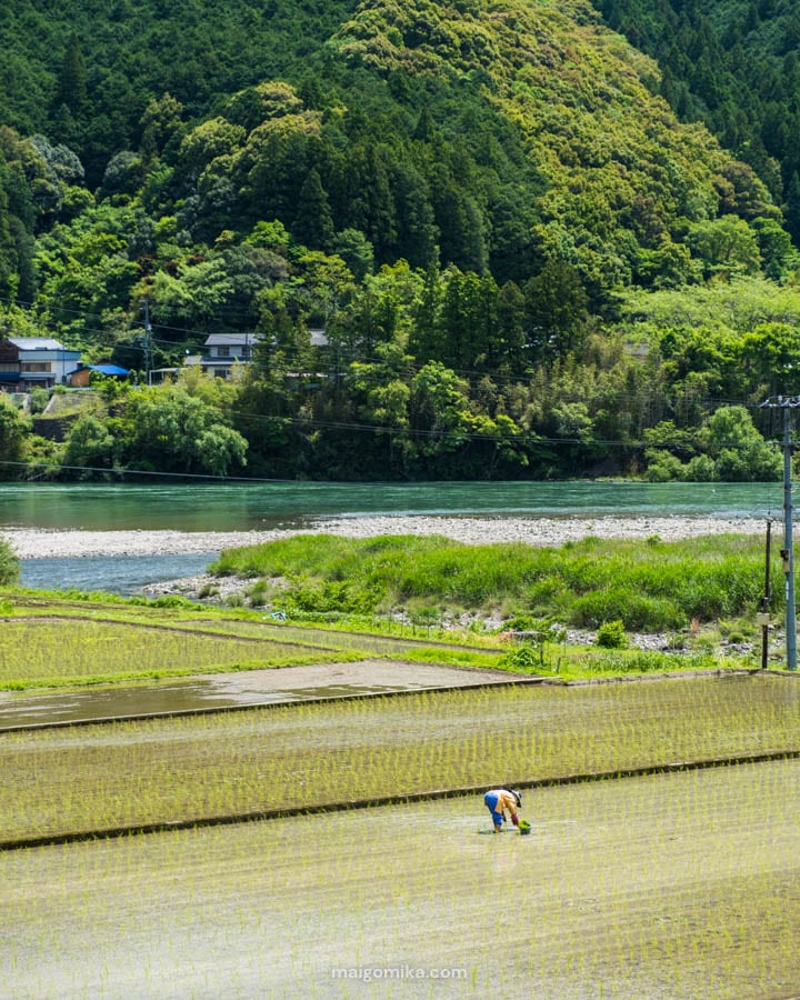 rice fields with woman planting manually by hand