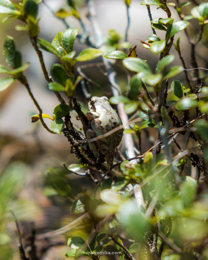 frog in bush