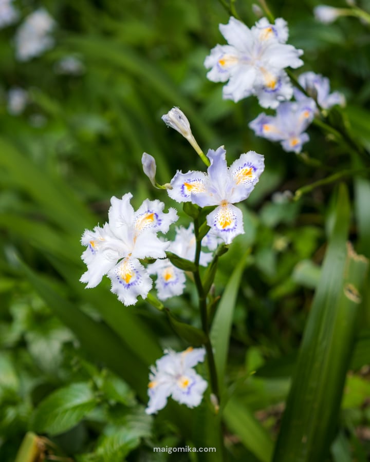 wild orchids in Japan