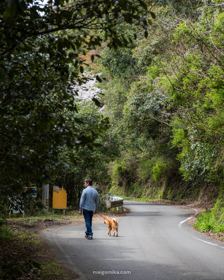 man and dog walking on road with surrounding trees