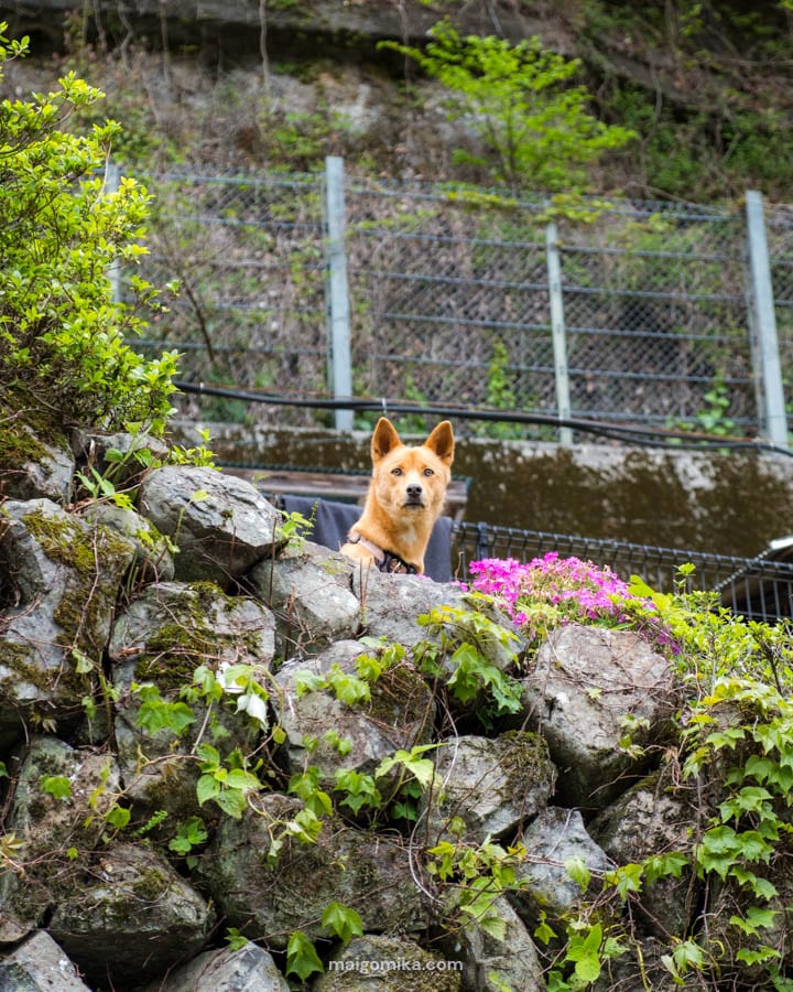 dog looking over rock wall