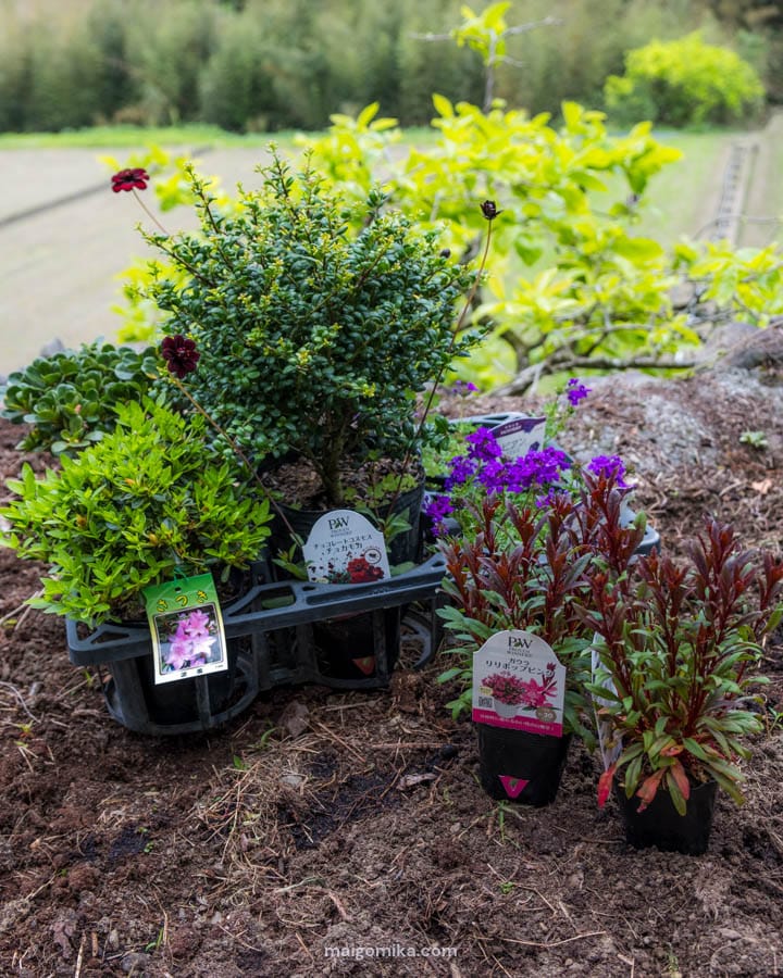 rhododendrons, cosmos, and beeblossom on dirt