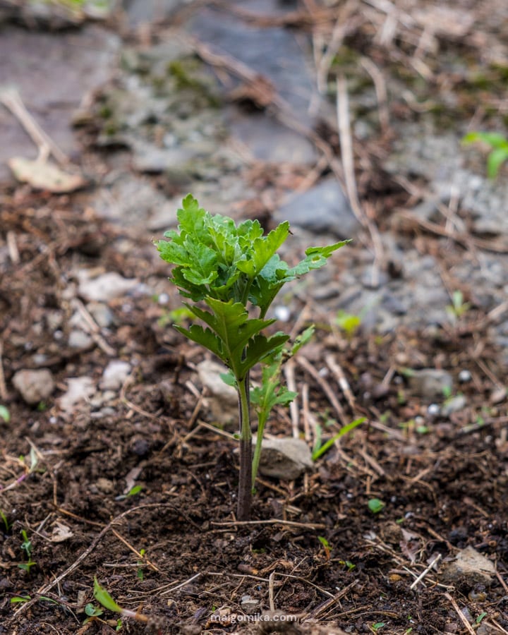 early chrysanthemum clipping planted in dirt