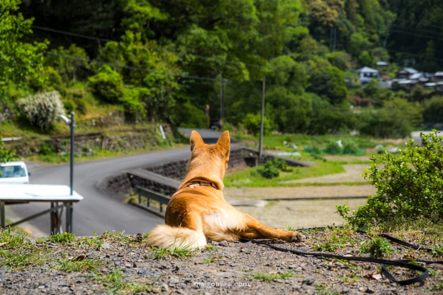 dog sitting in sun facing a green neighbourhood in Japan