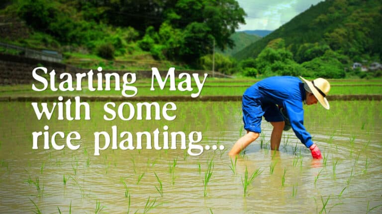 woman in blue coveralls planting rice in a field in the countryside of Japan