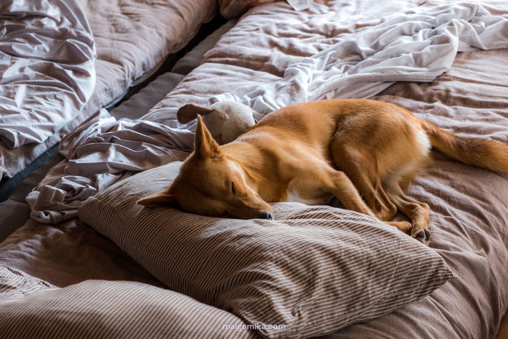 dog sleeping in bed with head rested on pillow
