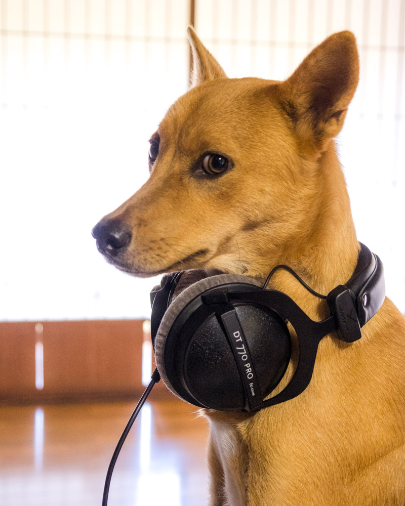 dog wearing Beyerdynamic DT 770 PRO headphones, part of a youtube equipment and gear list, around its neck