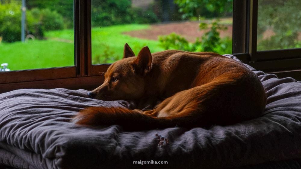 dog sleeping on bed by the window