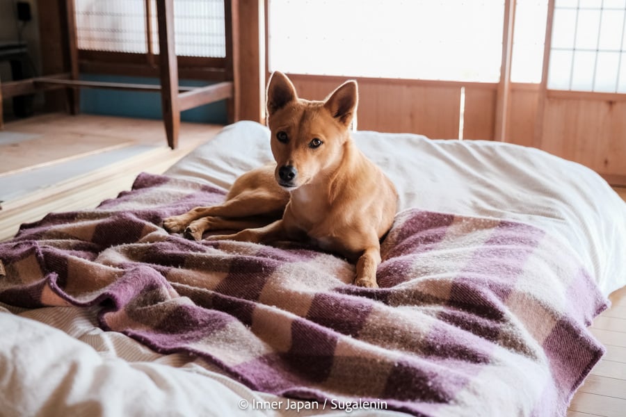 Japanese dog with pointy ears laying on futon bed