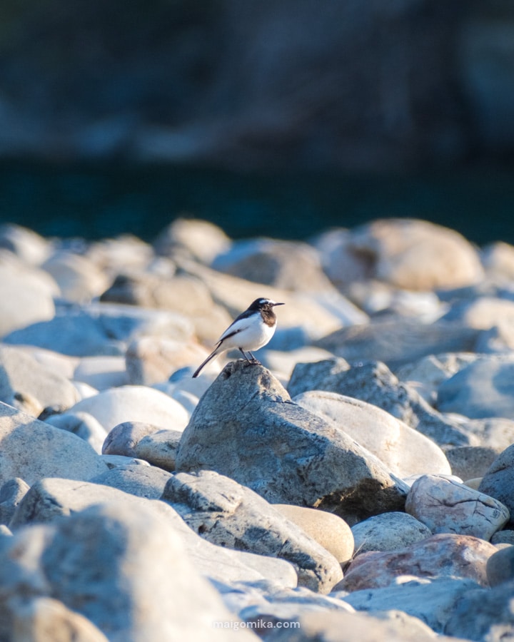 Japanese wagtail on rock