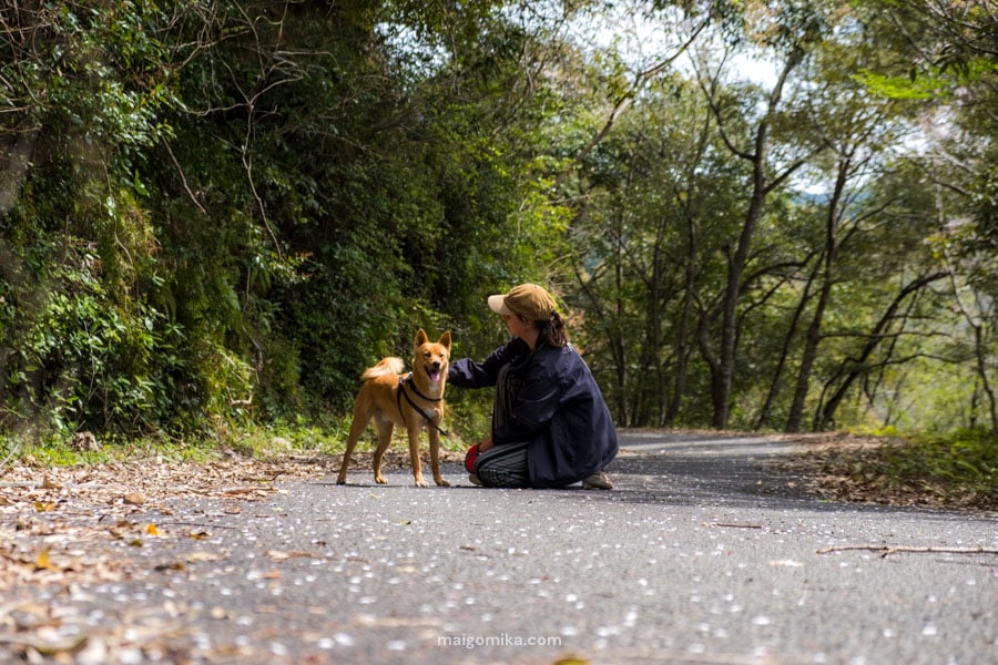 woman sitting on road with yellow dog with sakura petals all around the ground