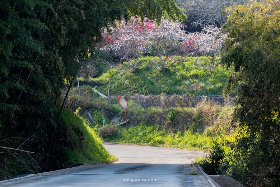 Spring in Japan’s Countryside: Birds, Sakura, Food & More