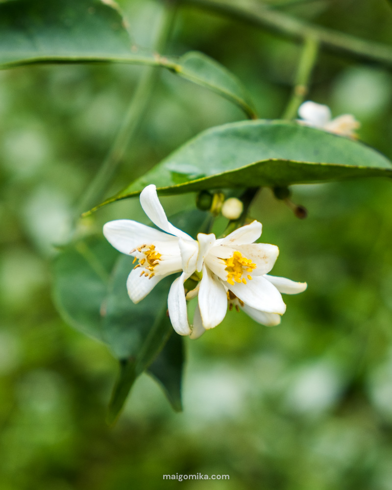 white yuzu flowers