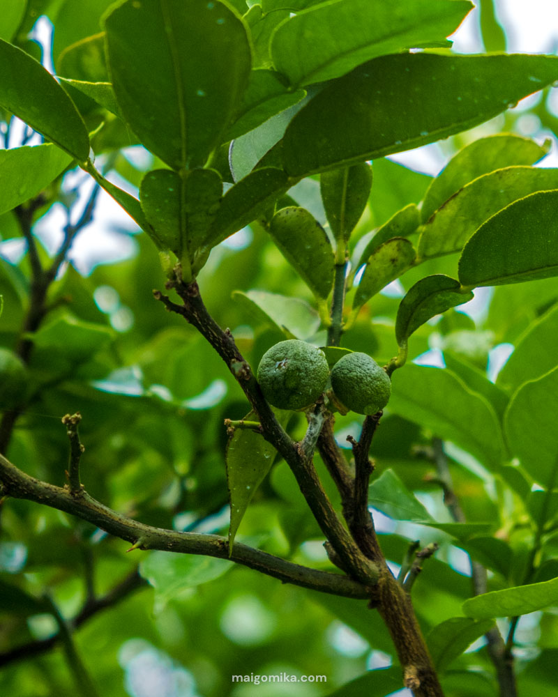 small green unripe yuzu fruit on a tree branch