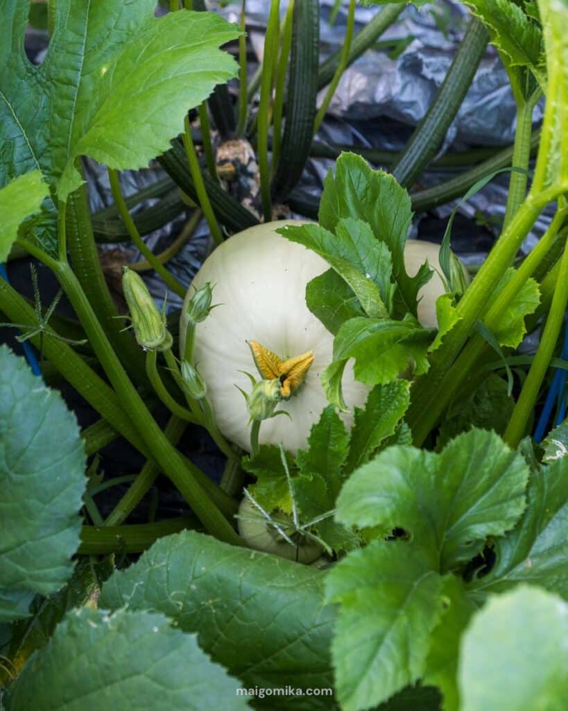 a round zucchini in Japan
