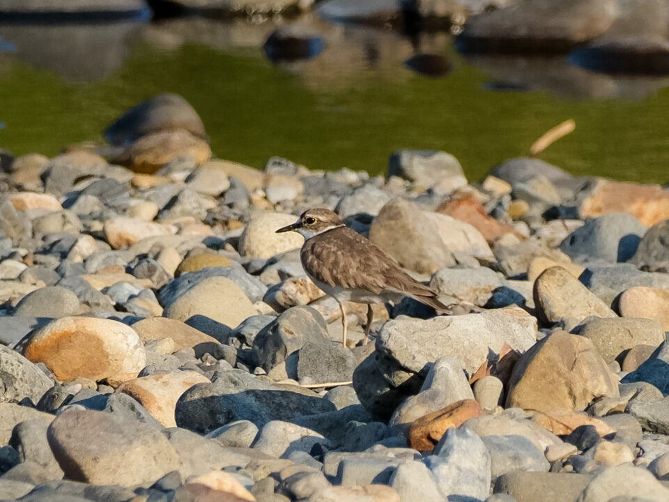 Long-billed Plover by a river, one of the many wild birds of Japan