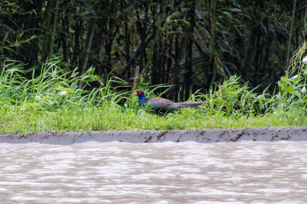 Japanese green pheasant, Japan's national bird, one of the many wild birds of Japan