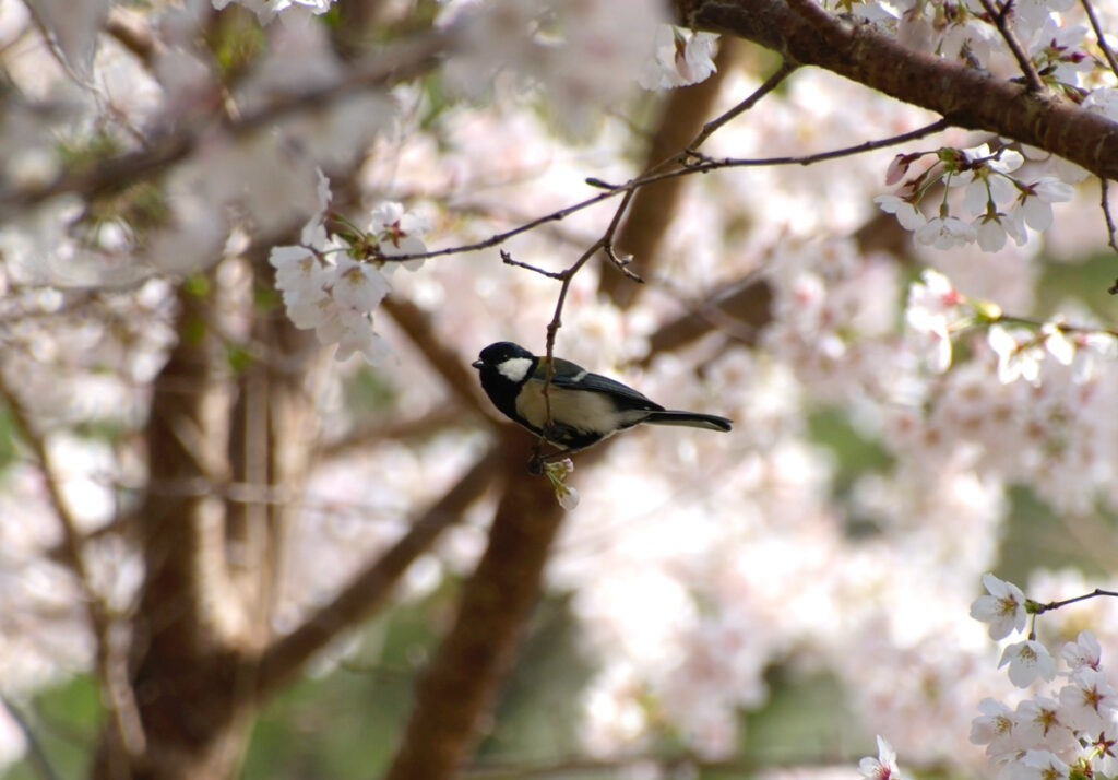 A Japanese tit, one of the many wild birds of Japan