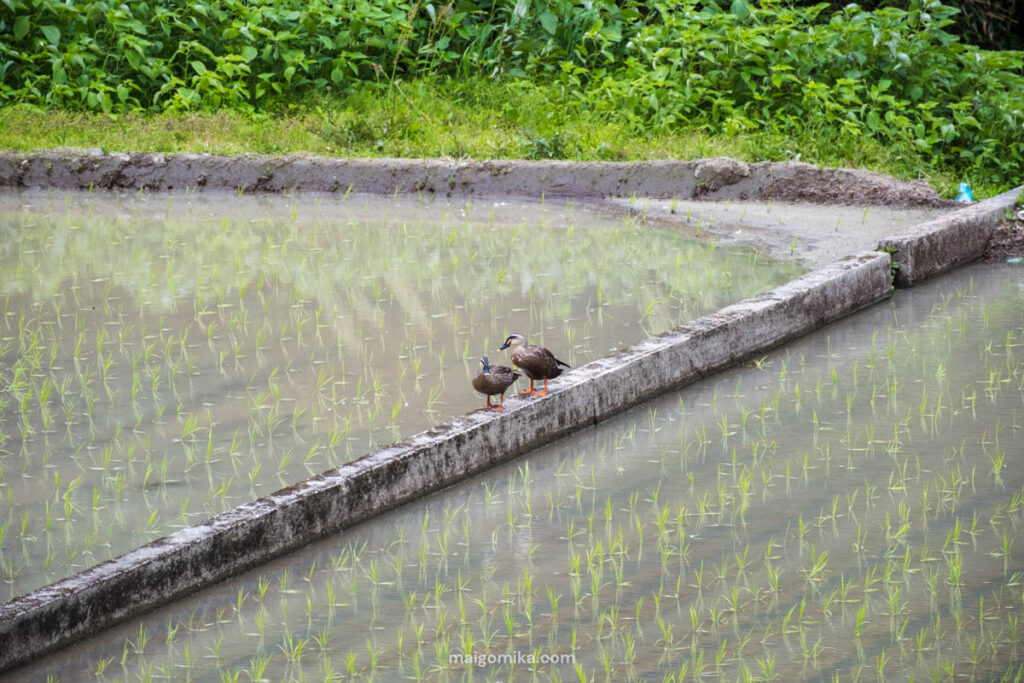 two eastern spot billed ducks, one of the many wild birds of Japan