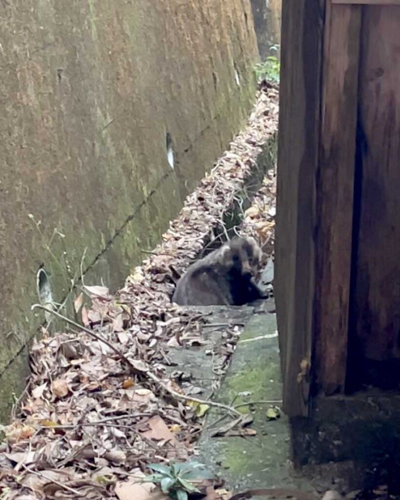 An anaguma badger in a ditch, one of the many wildlife of Japan