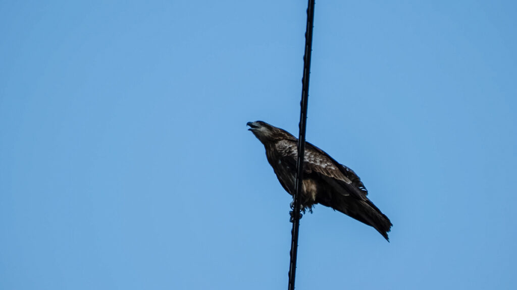 a black kite, one of the many wild birds of Japan