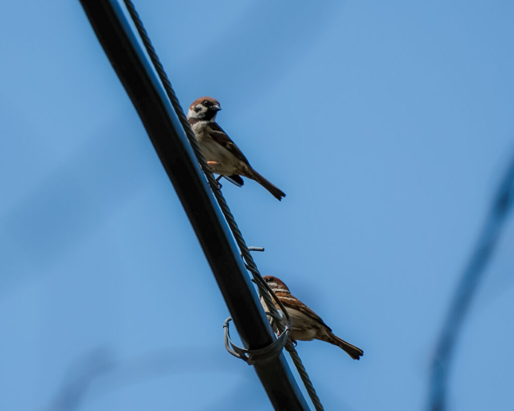 Eurasian Tree Sparrows, one of the many wild birds of Japan