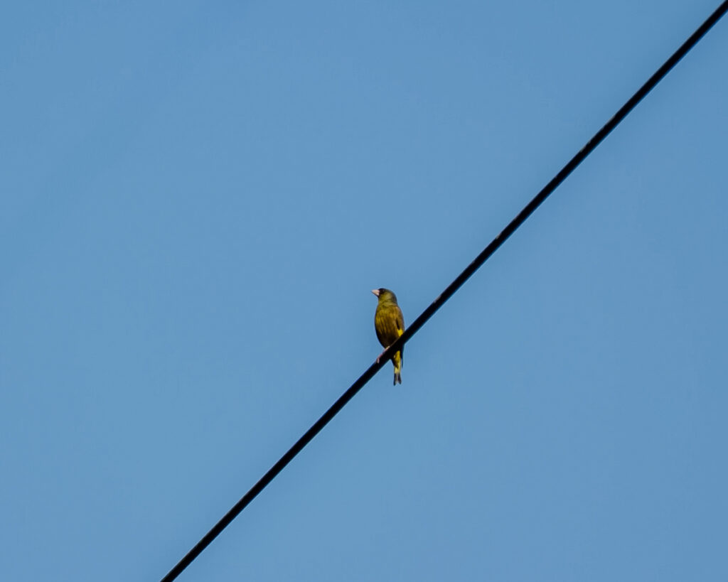 Oriental greenfinch, one of the many wild birds of Japan