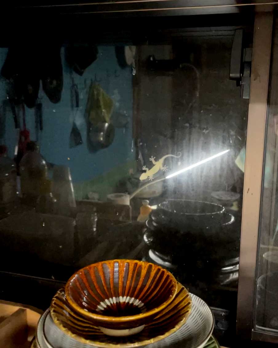 a Japanese gecko on a window, one of the many nocturnal wildlife of Japan