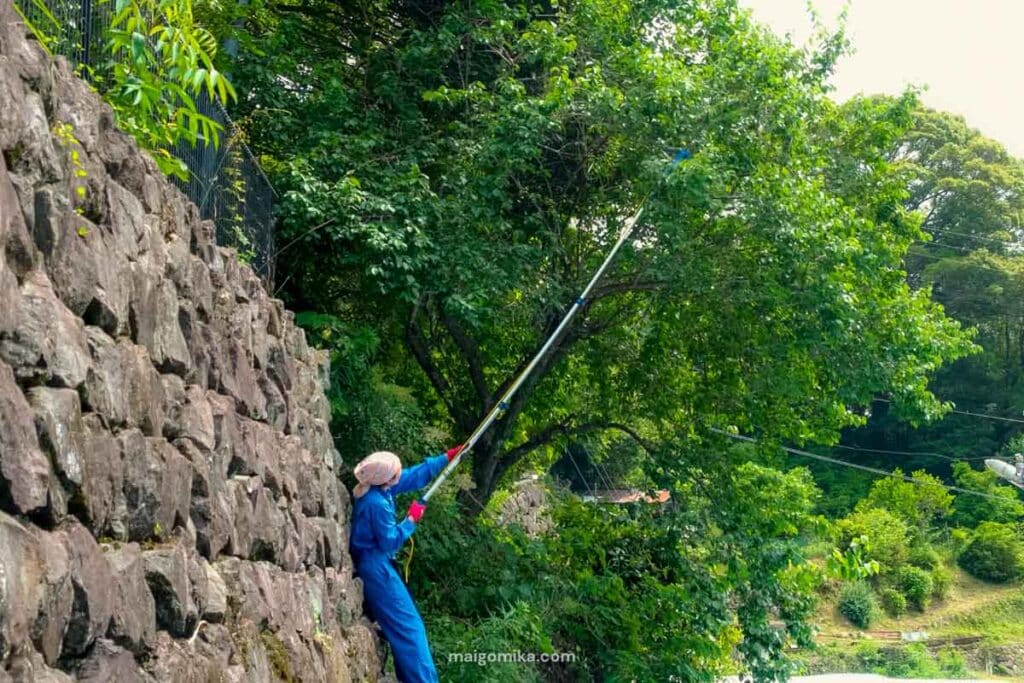 woman with branch cutters clipping an ume tree