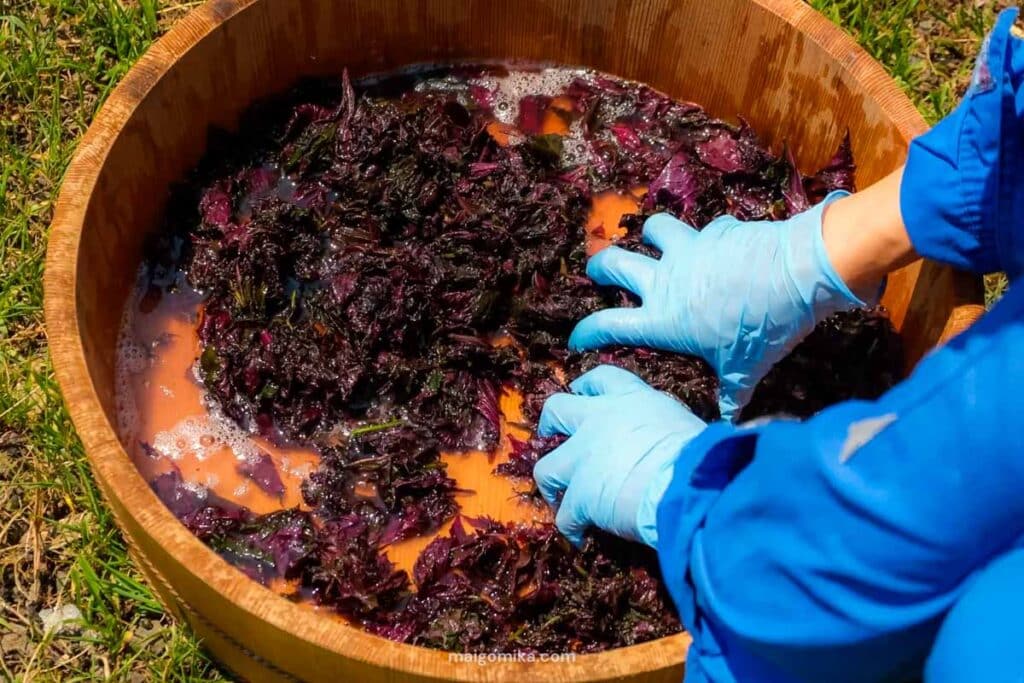 shiso being squeezed with salt water before being added to umeboshi