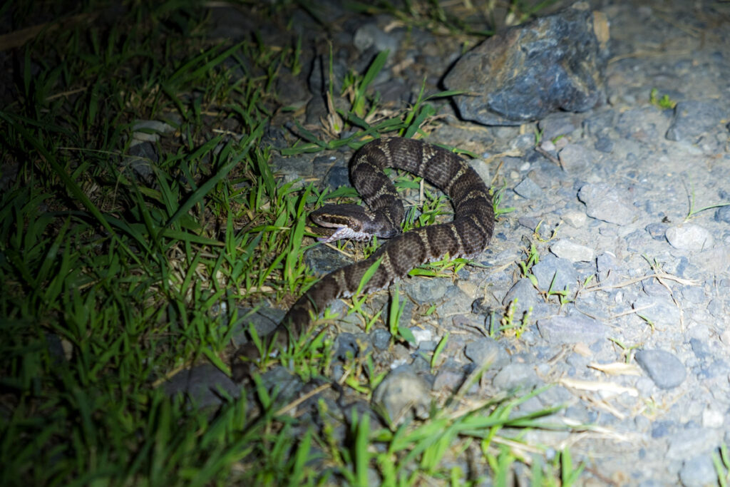 a mamushi pit viper, one of Japan's venomous snakes of Japan