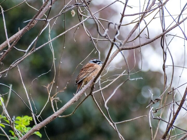 A meadow bunting, one of the many wild birds of Japan