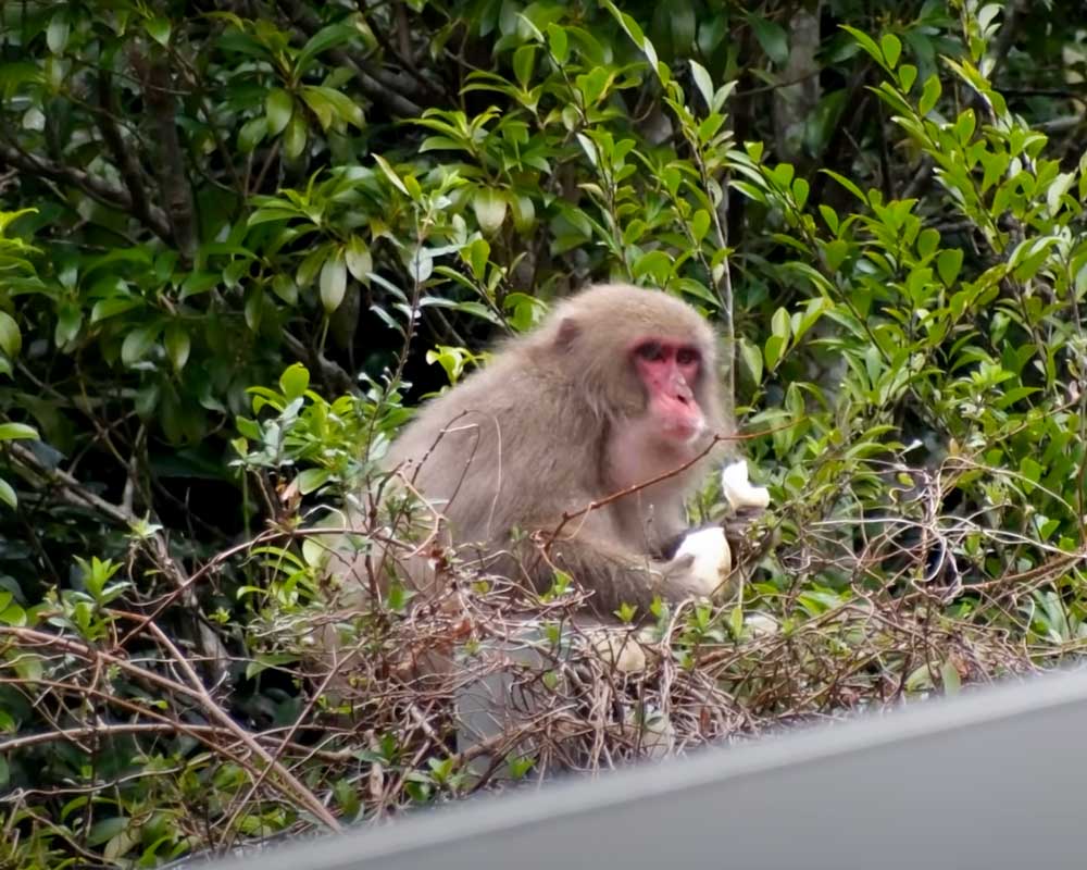 A Japanese macaque eating daikon radish, one of the many wildlife of Japan