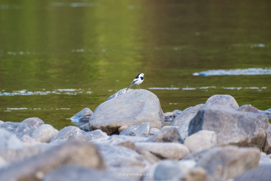 Japanese wagtail standing on a rock, one of the many wild birds of Japan