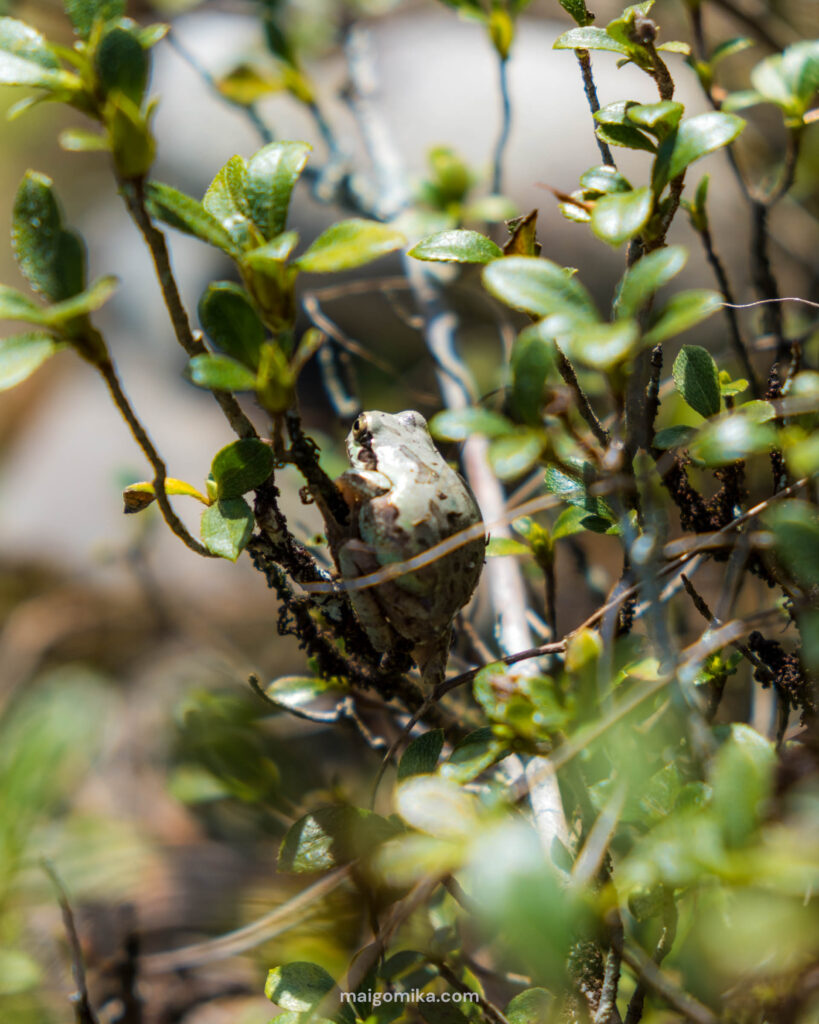 a Japanese tree frog with specks on its back, one of the many wildlife of Japan