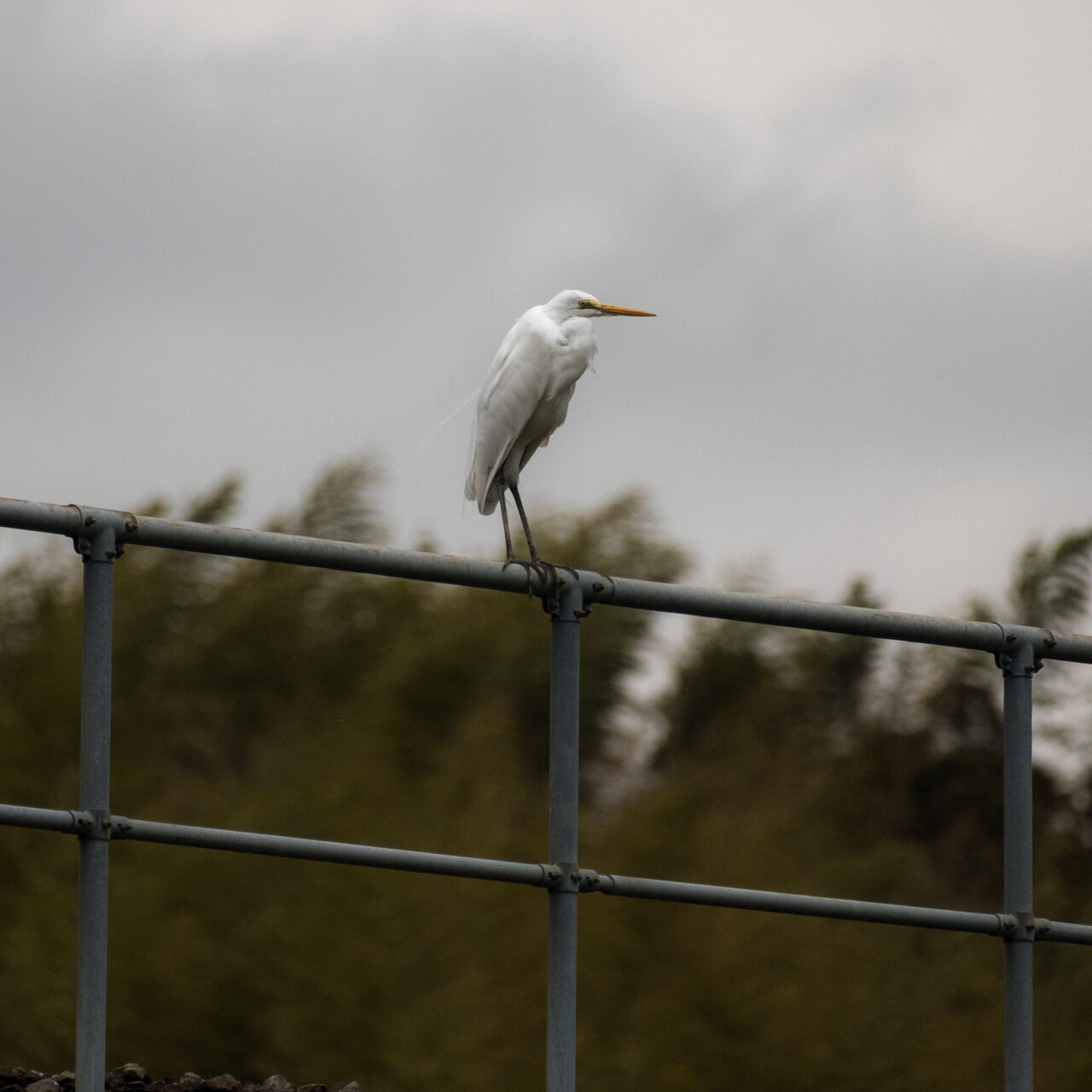 a white egret, one of the many wild birds of Japan