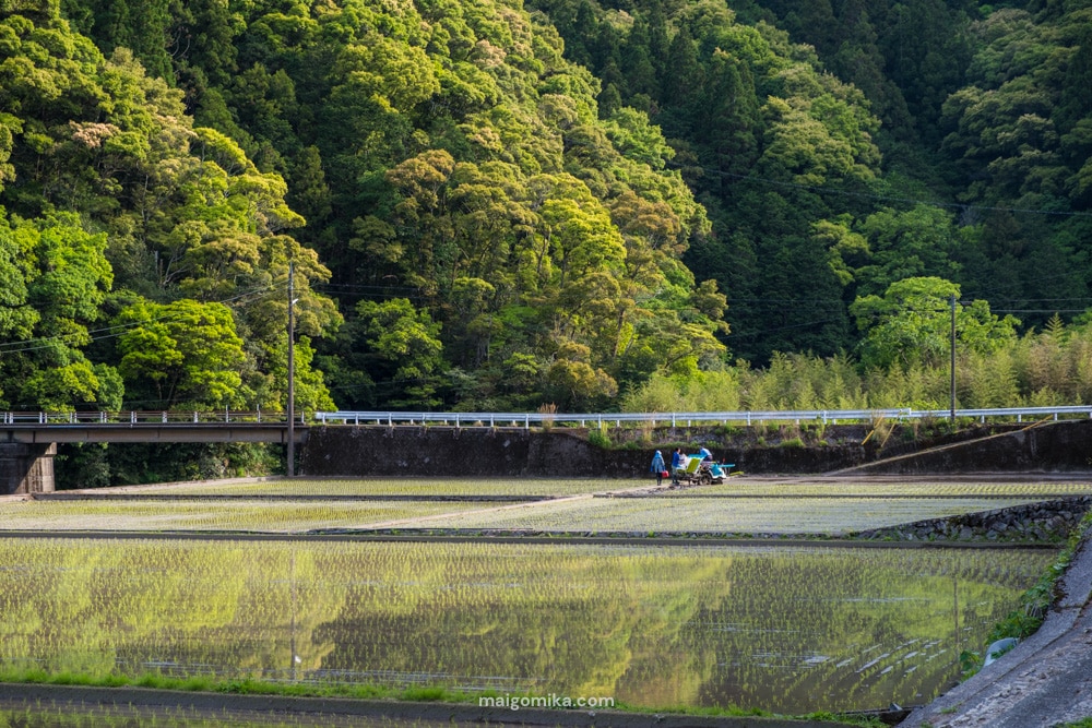 rice field in japan with three Japanese farmers in the distance. flooded fields reflect image of the mountains. classic inaka scene.
