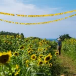 sunflowers in Japan with woman standing in field looking at yellow banners.
