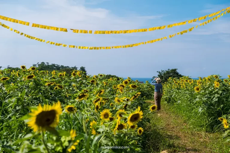 sunflowers in Japan with woman standing in field looking at yellow banners.
