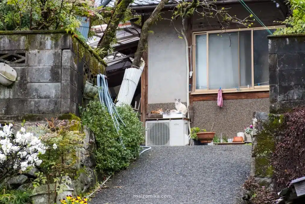 cats sitting in a basket in front of Japanese house