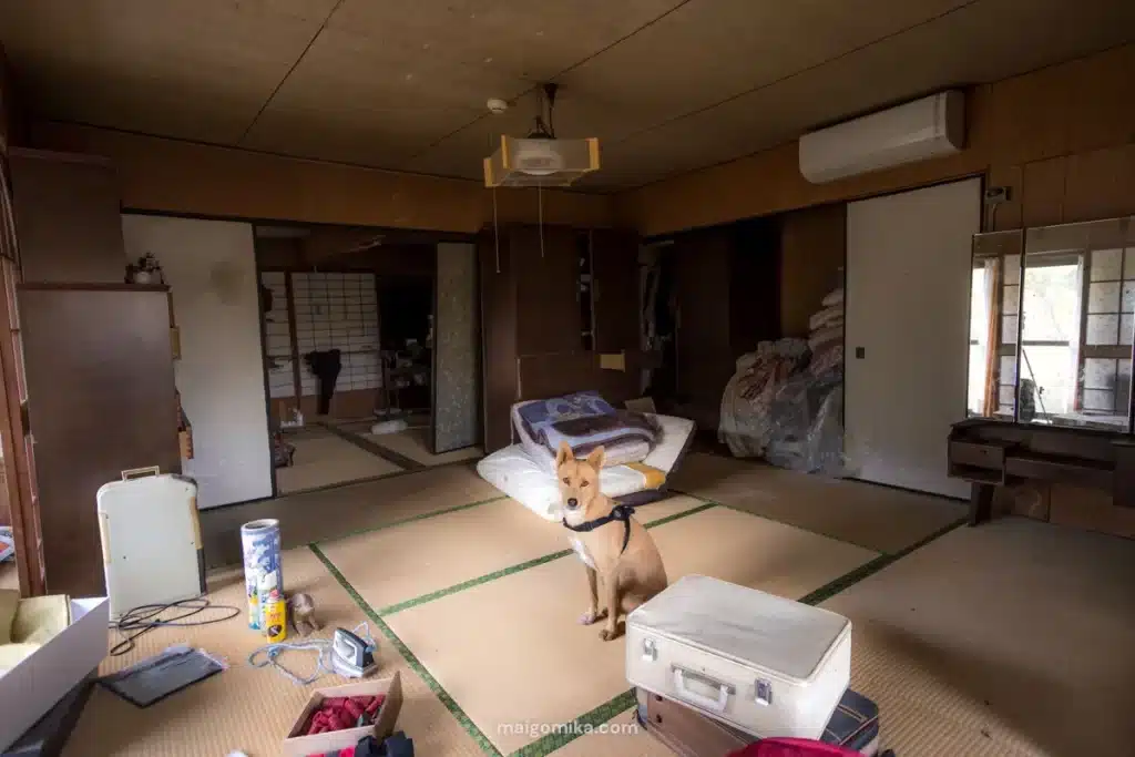 inside an akiya house with dog inside a tatami room
