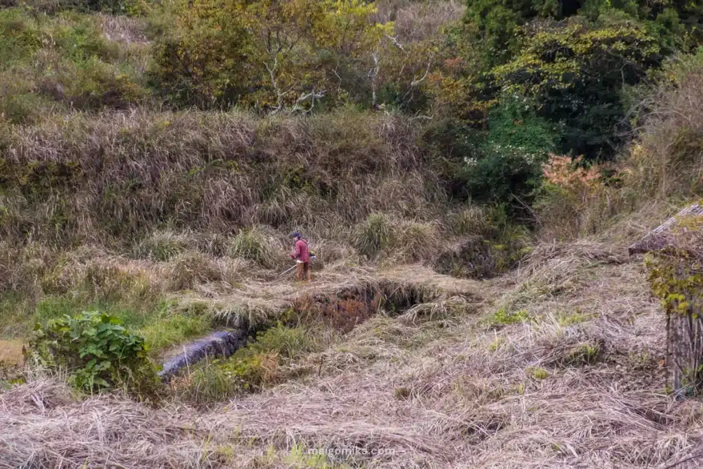 man cutting grass amidst tall grass